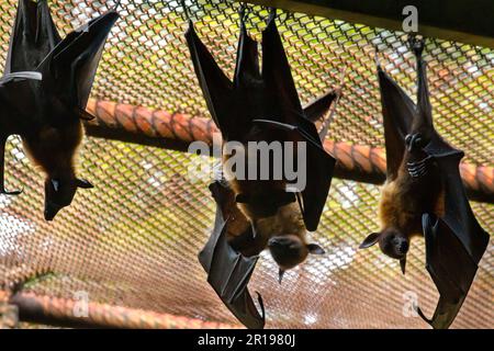 Lyle's Flying Fox ist ein Säugetier. Stockfoto