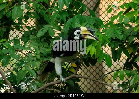 Oriental Rattenschnabel ist der kleinste Nashörner Thailands. Stockfoto