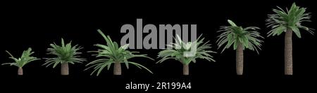 3D Abbildung: Sago Palm isoliert auf schwarzem Hintergrund Stockfoto