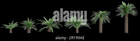 3D Abbildung: Sago Palm isoliert auf schwarzem Hintergrund Stockfoto