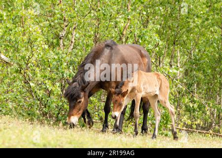 Pony Exmoor Foal steht neben ihrem Mutterpferd im Naturschutzgebiet Maashorst in Brabant, Holland Stockfoto