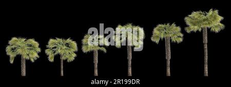 3D Darstellung der Borassus-Flabellifer-Handfläche, isoliert auf schwarzem Hintergrund Stockfoto