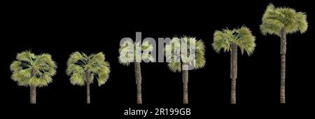 3D Darstellung der Borassus-Flabellifer-Handfläche, isoliert auf schwarzem Hintergrund Stockfoto