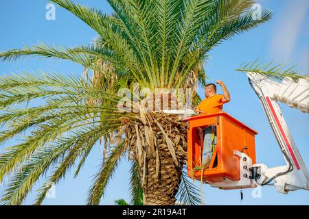 Schneiden von hohen Palmen. Schneiden von Palmen lange, alte, trockene  Bltter. Stdtischer Servicemitarbeiter in der Stadt man schneidet Laub mit  Motorsgen, die im Kran stehen Stockfotografie - Alamy