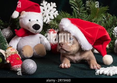 Kleiner süßer, neugieriger, brauner, amerikanischer Rüpel mit weihnachtsmannmütze neben weihnachtsbaum und Eisbär, Spielzeug, Schneeflocken, Engel. Weihnachten und New Yea Stockfoto