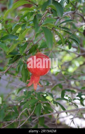 Granatapfelfrucht auf dem Baum Stockfoto