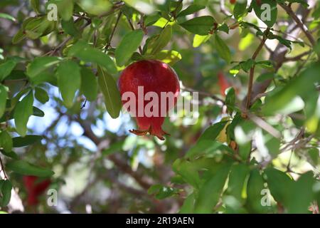Granatapfelfrucht auf dem Baum Stockfoto