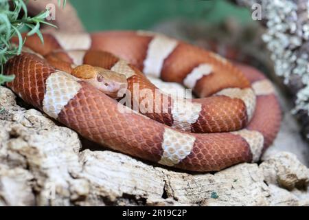 Trans-Pecos-Kupferkopf / breiter Kupferkopf / Agkistrodon contortrix pictigaster Stockfoto