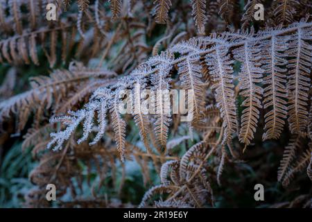 Hoar Frost an toten Farnfronten in einem Waldgebiet in Newquay in Cornwall im Vereinigten Königreich. Stockfoto