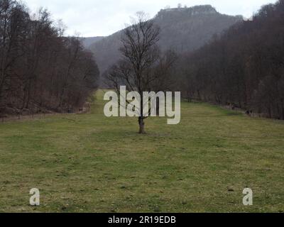 Bäume in den Bergen und Hügeln von Bad Urach Stockfoto
