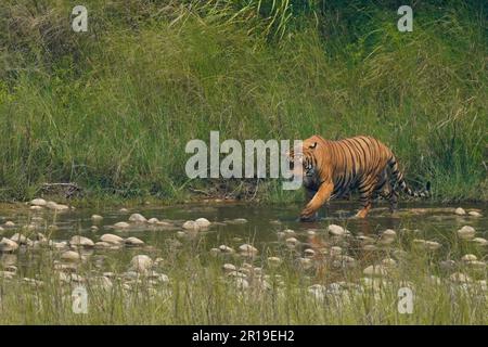 Bardiya, Nepal. 12. Mai 2023. Ein bengalischer Tiger wandert am Ufer des Flusses Karnali im Bardiya-Nationalpark in Bardiya, Nepal, am Freitag, den 12. Mai 2023. (Kreditbild: © Skanda Gautam/ZUMA Press Wire) NUR REDAKTIONELLE VERWENDUNG! Nicht für den kommerziellen GEBRAUCH! Stockfoto