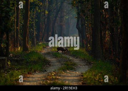 Bardiya, Nepal. 12. Mai 2023. Am Freitag, den 12. Mai 2023, überquert ein Fawn den Dschungel im Bardiya-Nationalpark in Bardiya, Nepal. (Kreditbild: © Skanda Gautam/ZUMA Press Wire) NUR REDAKTIONELLE VERWENDUNG! Nicht für den kommerziellen GEBRAUCH! Stockfoto