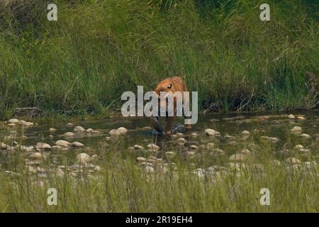 Bardiya, Nepal. 12. Mai 2023. Ein bengalischer Tiger wandert am Ufer des Flusses Karnali im Bardiya-Nationalpark in Bardiya, Nepal, am Freitag, den 12. Mai 2023. (Kreditbild: © Skanda Gautam/ZUMA Press Wire) NUR REDAKTIONELLE VERWENDUNG! Nicht für den kommerziellen GEBRAUCH! Stockfoto