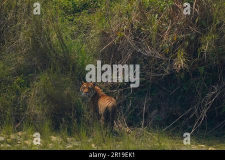 Bardiya, Nepal. 12. Mai 2023. Ein bengalischer Tiger sieht zu, bevor er den Dschungel im Bardiya-Nationalpark in Bardiya, Nepal, am Freitag, den 12. Mai 2023 betritt. (Kreditbild: © Skanda Gautam/ZUMA Press Wire) NUR REDAKTIONELLE VERWENDUNG! Nicht für den kommerziellen GEBRAUCH! Stockfoto