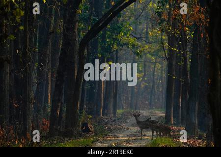 Bardiya, Nepal. 12. Mai 2023. Eine Gruppe gefleckter Hirsche schaut im Bardiya-Nationalpark in Bardiya, Nepal, am Freitag, den 12. Mai 2023. (Kreditbild: © Skanda Gautam/ZUMA Press Wire) NUR REDAKTIONELLE VERWENDUNG! Nicht für den kommerziellen GEBRAUCH! Stockfoto