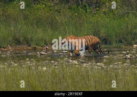 Bardiya, Nepal. 12. Mai 2023. Ein bengalischer Tiger wandert am Ufer des Flusses Karnali im Bardiya-Nationalpark in Bardiya, Nepal, am Freitag, den 12. Mai 2023. (Kreditbild: © Skanda Gautam/ZUMA Press Wire) NUR REDAKTIONELLE VERWENDUNG! Nicht für den kommerziellen GEBRAUCH! Stockfoto