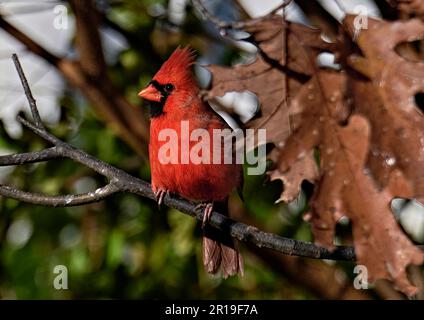 Ein wunderschöner, hellroter Kardinalvogel. Auf einem Ast mit ein paar Herbstblättern. Stockfoto