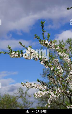 Blumen und Bäume im parque Quinta de los Molinos in Madrid, Spanien Stockfoto