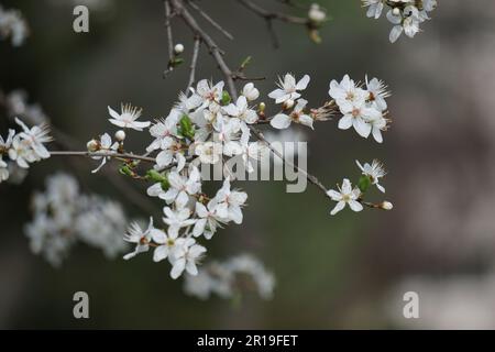 Blumen und Bäume im parque Quinta de los Molinos in Madrid, Spanien Stockfoto