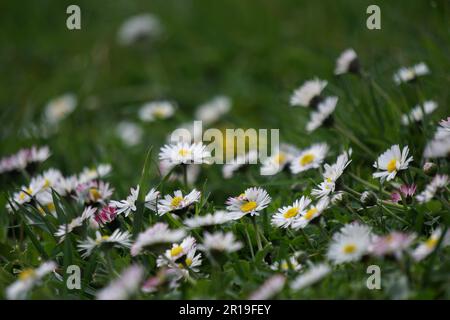 Blumen und Bäume im parque Quinta de los Molinos in Madrid, Spanien Stockfoto