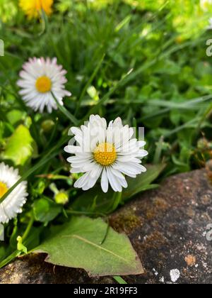 Blumen und Bäume im parque Quinta de los Molinos in Madrid, Spanien Stockfoto