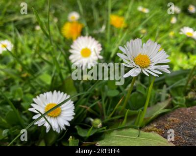 Blumen und Bäume im parque Quinta de los Molinos in Madrid, Spanien Stockfoto