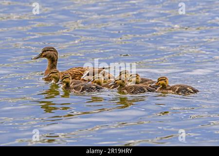 Im Frühling schwimmen eine Stockente/Wildente (Anas platyrhynchos) mit sieben Enten im Teich Stockfoto