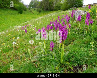 Kolonie der frühen violetten Orchidee Orchis mascula in Fern Dale über Lathkill Dlae im Derbyshire Peak District UK Stockfoto