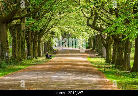 Buchenbäume an der Promenade im Clifton Village Bristol UK Stockfoto