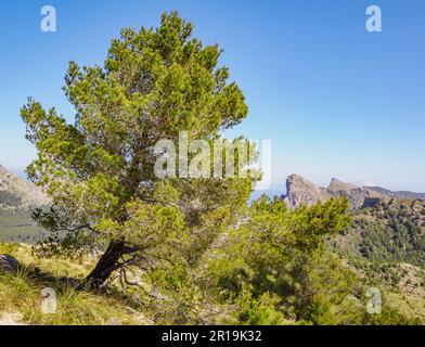 Die zerklüftete Halbinsel Formentor vom Wanderweg zur Na Blanca im Tramuntana-Gebirge Mallorcas, Spanien Stockfoto