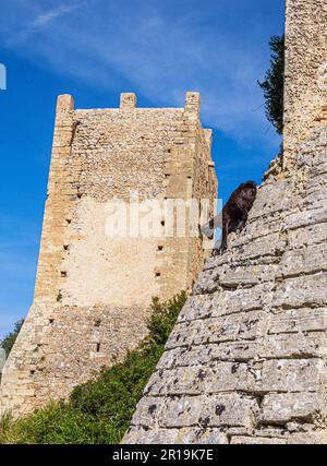 Ziege auf der befestigten Santuari de la Mare de Deu del Puig auf dem Gipfel von Puig de Maria außerhalb von Pollenca im Tramuntana-Gebirge von Mallorca Spanien Stockfoto