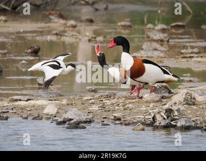 Avocet stellt sich einem Paar Shelduks gegenüber, die in der Nähe des Nestplatzes im Parc Natural de s'Albufera auf Mallorca, Spanien, wandern Stockfoto