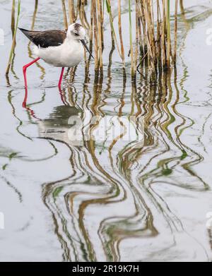 Juvenile Schwarzflügelstiel Himantopus himantopus inmitten von Schilf in einem Feuchtbecken im Parc Natural de s'Albufera an der Ostküste Mallorcas, Spanien Stockfoto