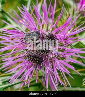 Mediterrane Fleckenblume Chafer Oxythyrea funesta Fütterung einer Knapweed-Blume im Tramuntana-Gebirge Mallorcas, Spanien Stockfoto