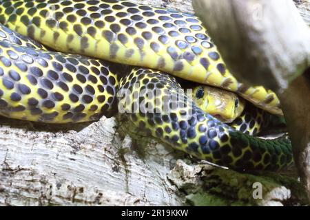 Samar-Kobra/Samar cobra/Naja samarensis Stockfoto