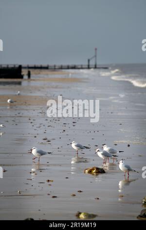 Möwen am Strand bei Ebbe cromer norfolk england Stockfoto