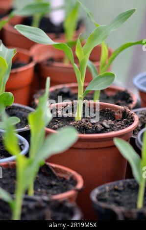 Zuckermais (zea mays), der in Töpfen in einem kühlen Gewächshaus wächst, bevor er im Garten gepflanzt wird Stockfoto