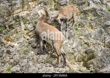 Zwei junge alpine Ibexen kämpfen auf einem Felsgesicht, bewölkter Tag in einem österreichischen Zoo Stockfoto