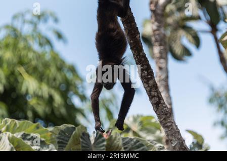 Mantelbrüllaffe (Alouatta palliata) aus Panama Stockfoto