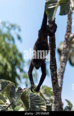 Mantelbrüllaffe (Alouatta palliata) aus Panama Stockfoto