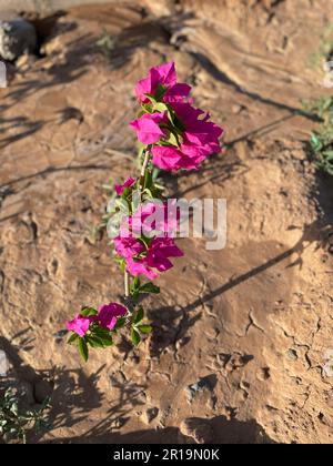 Nahaufnahme einer leuchtend rosa Papierblume (Bougainvillea glabra) an einem sonnigen Tag Stockfoto