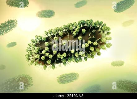 Human Respiratory Syncytial Virus (RSV) Kreatives Layout mit 3D Renderings des Respiratory Syncytial Virus (RSV), ein verbreitetes ansteckendes Virus, das die menschlichen Atemwege infiziert. Kredit: NIAID Stockfoto