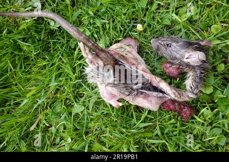 Kadaver einer Wanderratte (Rattus norvegicus), halb aufgefressen von einer Krähe, Nordrhein-Westfalen, Deutschland Stockfoto