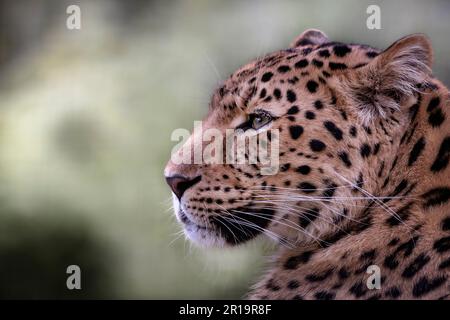 Weibliche Amur Leoparden (Profil) Stockfoto