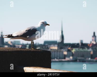 Nahaufnahme einer Möwe, die sich auf dem Geländer gegen den Himmel erhebt Stockfoto