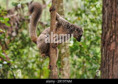 Gemeinsame braun lemur - Eulemur fulvus-Holding auf einem Baum, verschwommen Wald im Hintergrund. Lemuren sind endemisch auf Madagaskar Stockfoto