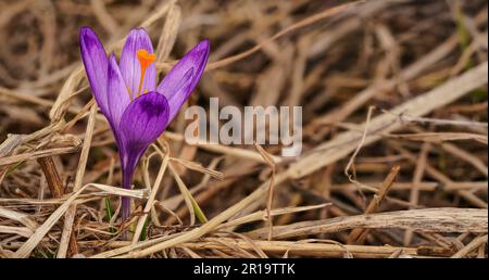 Wilde lila und gelbe Irisblüten ( Crocus heuffelianus ) wachsen im Schatten, trockenes Gras und Blätter umher Stockfoto