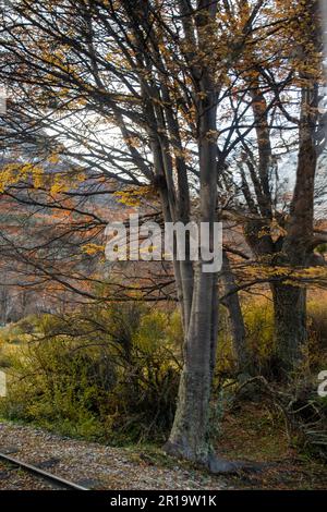 Herbstlandschaft im Nationalpark Tierra del Fuego Stockfoto