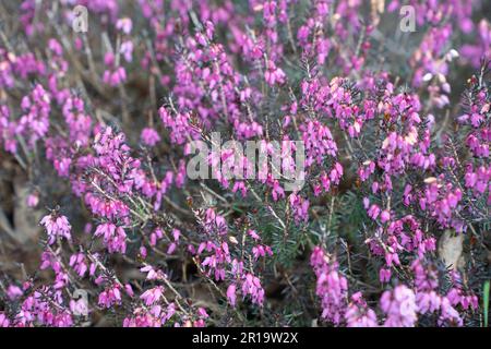 Blume Calluna vulgaris, gemeiner Heidekraut, Leng oder einfach Heidekraut im Frühling. Stockfoto