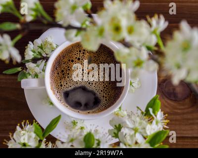 Eine weiße Tasse heißen aromatischen Kaffee und ein Zweig eines blühenden Kirschbaums auf hölzernem Hintergrund. Flaches Layout. Blick von oben. Frühlingsvormittag Stockfoto